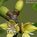 Rhizophora apiculata (Corky Stilt Mangrove) in Aeroglen フタバナヒルギ<br />Canon EOS 7D + EF70-200 F4L IS +EF1.4xII